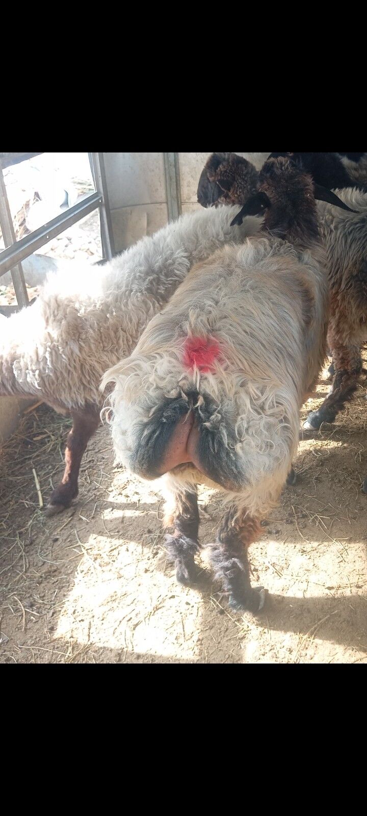 issek tokly goyun - Ашхабад - img 3