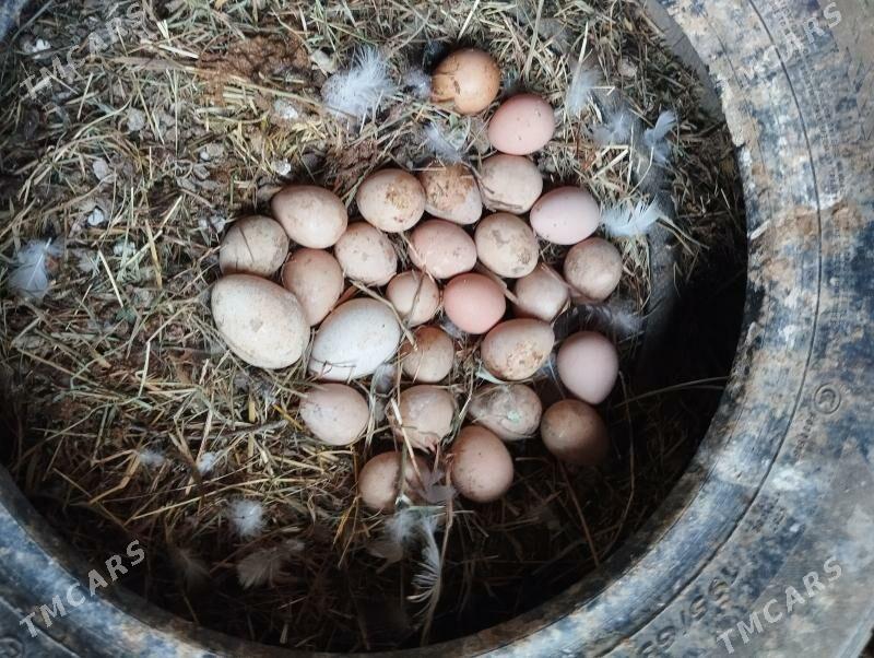 sisarka - Gökje - img 2