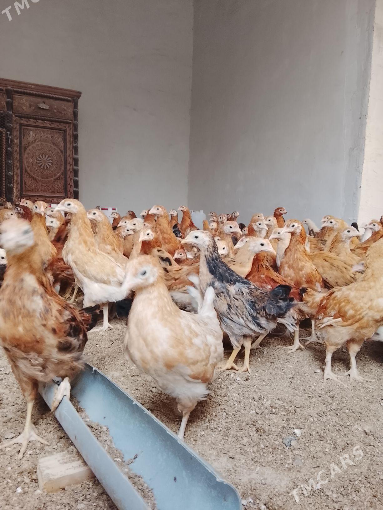 jüýje - Gökdepe - img 3