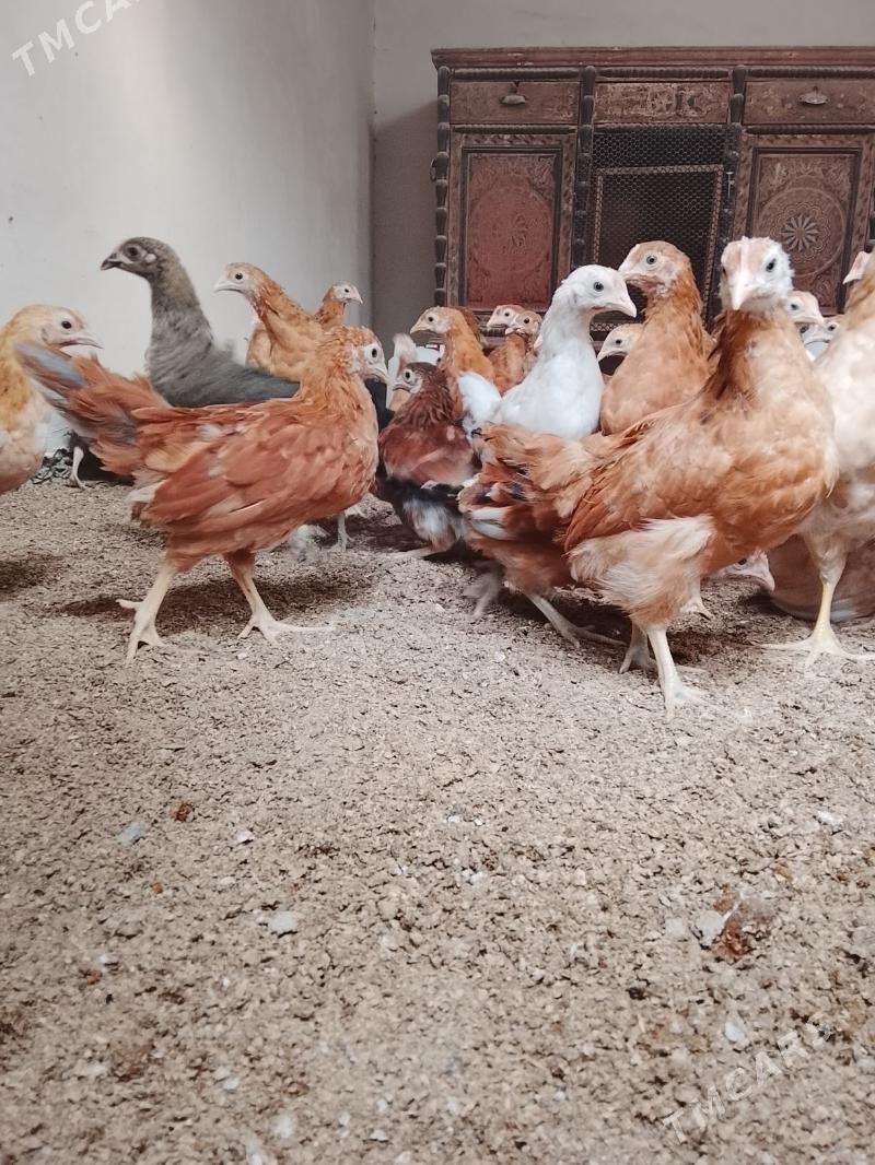 jüýje - Gökdepe - img 4