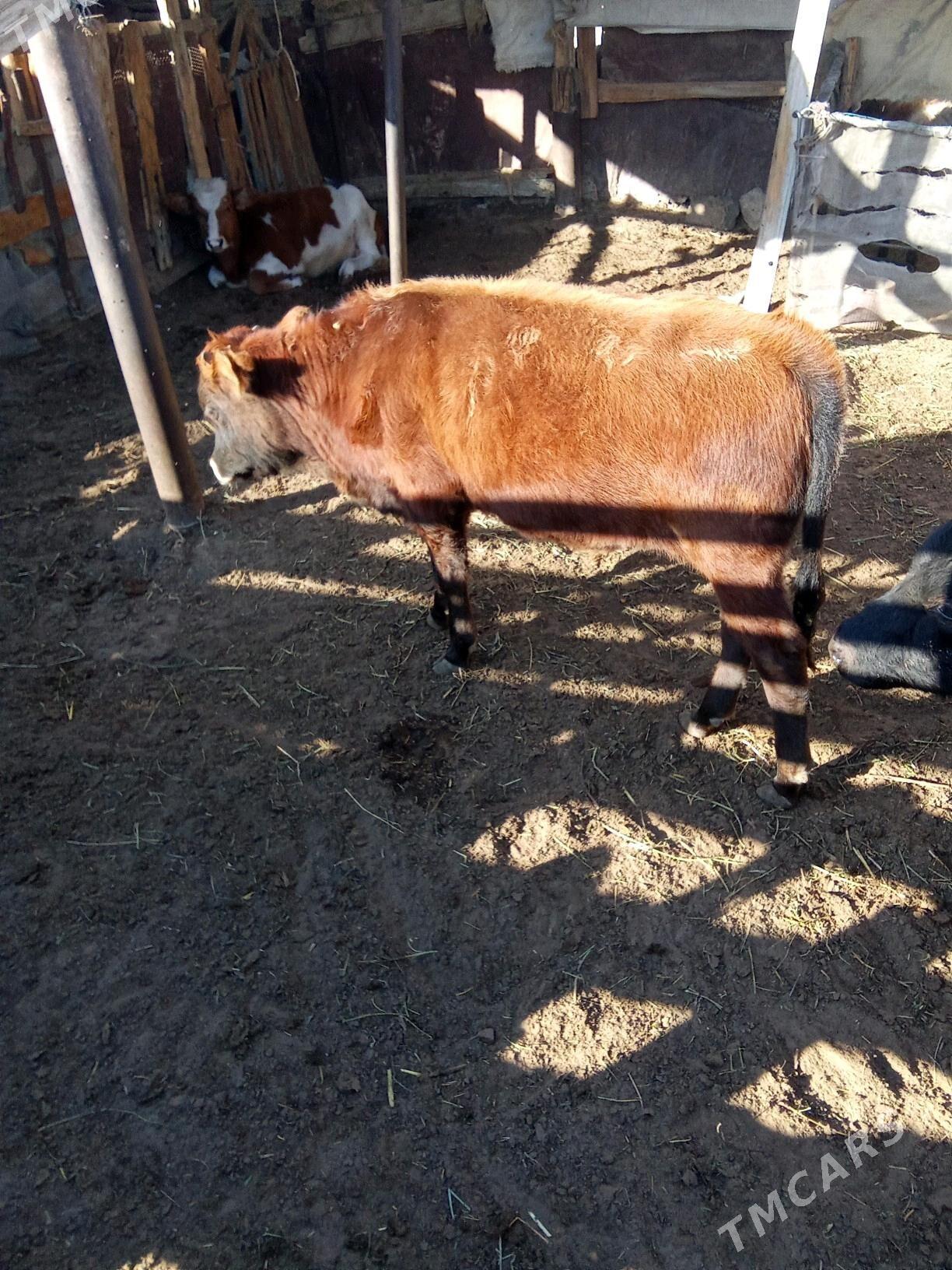 oküz - Эсенгулы - img 2