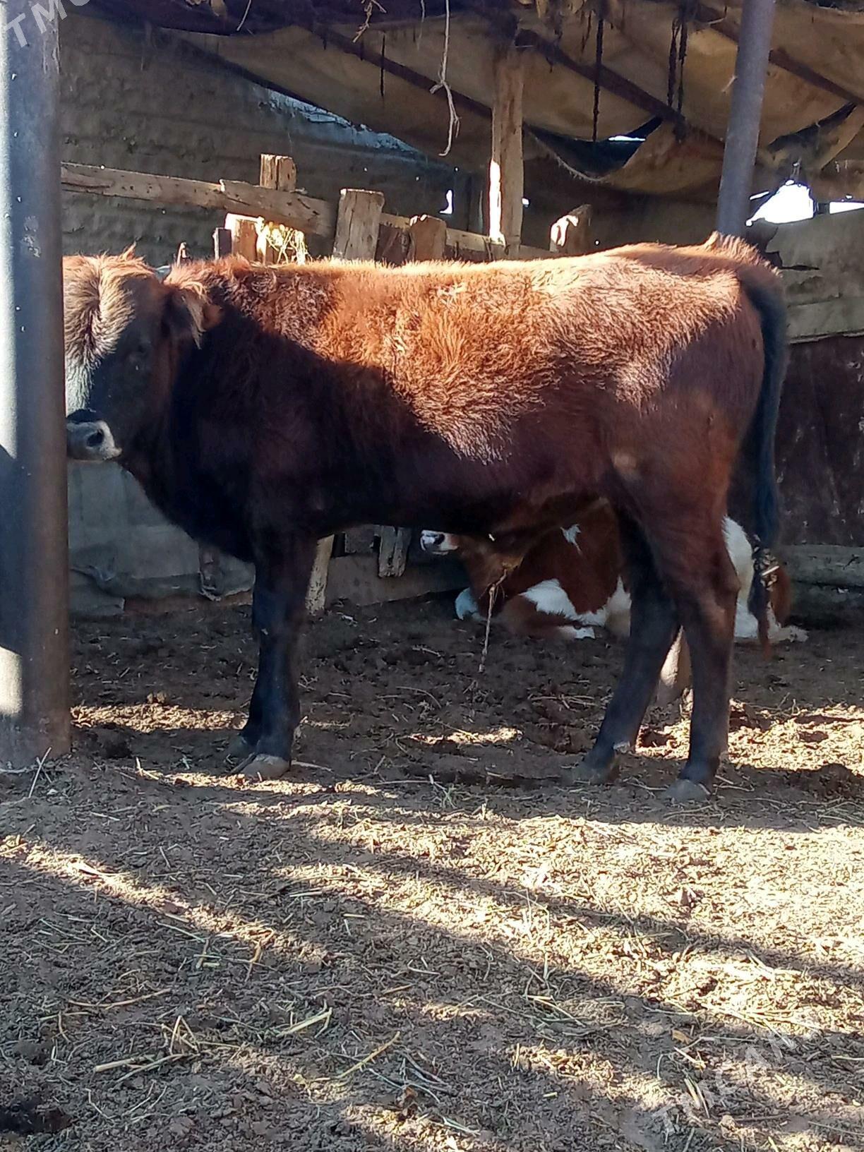 oküz - Эсенгулы - img 1