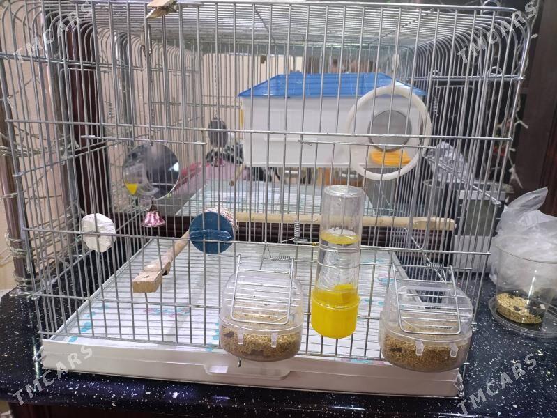 попугаи с клеткой - Балканабат - img 2