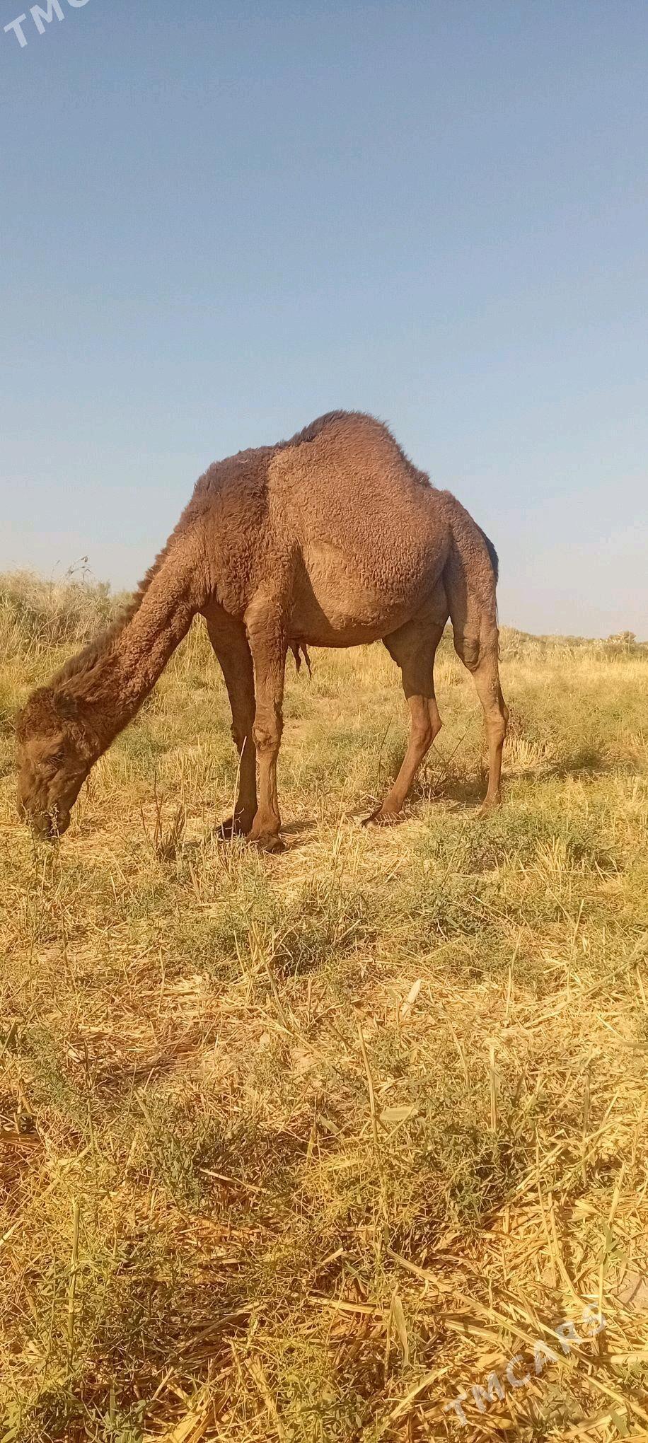 bogazduye - Теджен - img 4