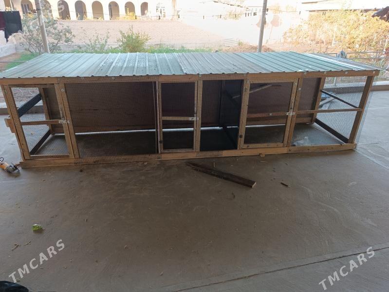 towuk juyje ketek - Туркменабат - img 1