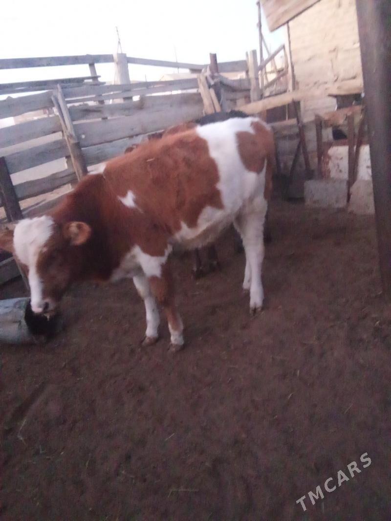 oküz - Esenguly - img 3