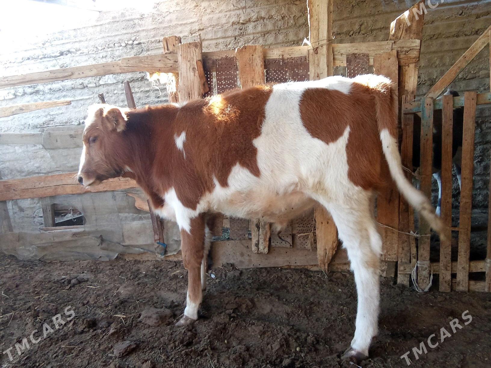 oküz - Esenguly - img 1