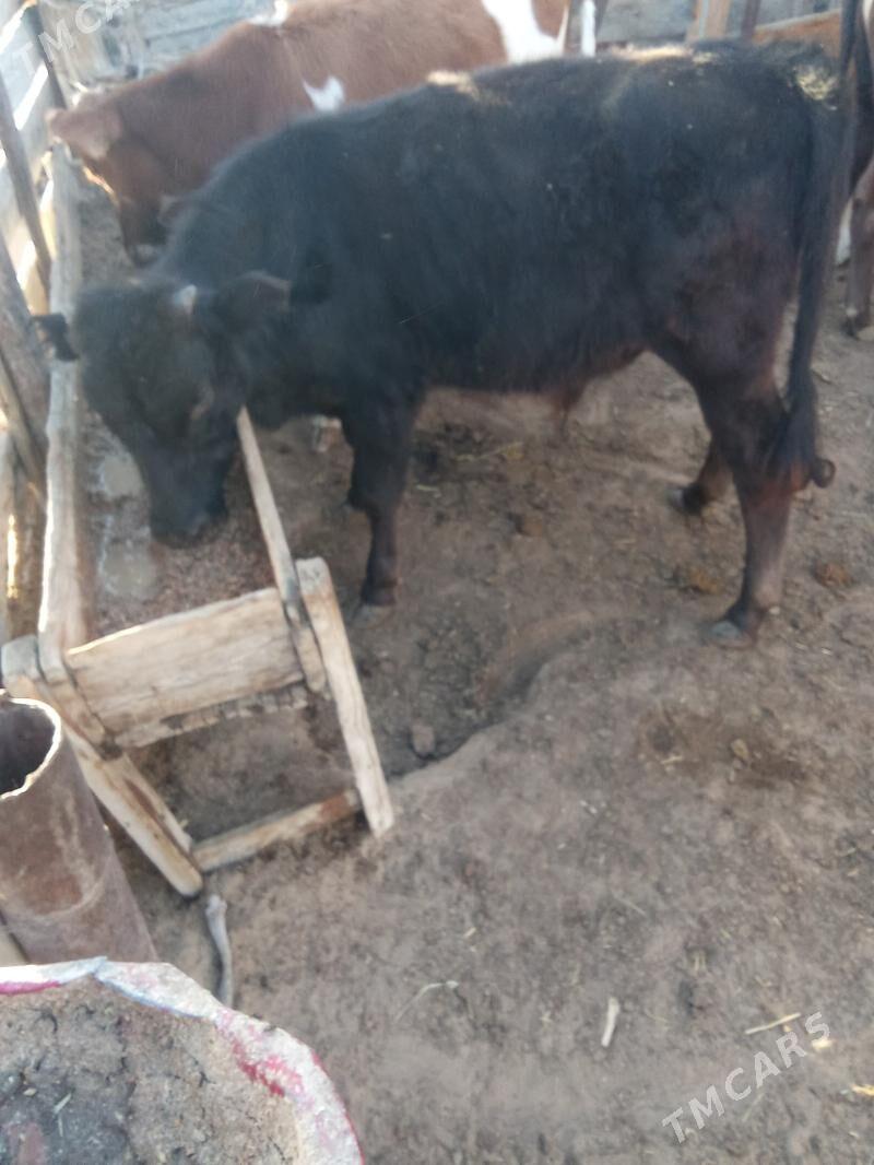 oküz - Эсенгулы - img 2