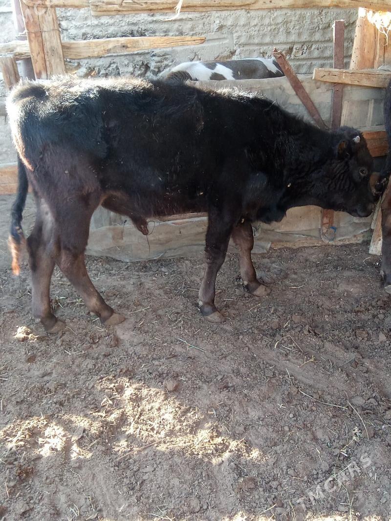 oküz - Эсенгулы - img 1