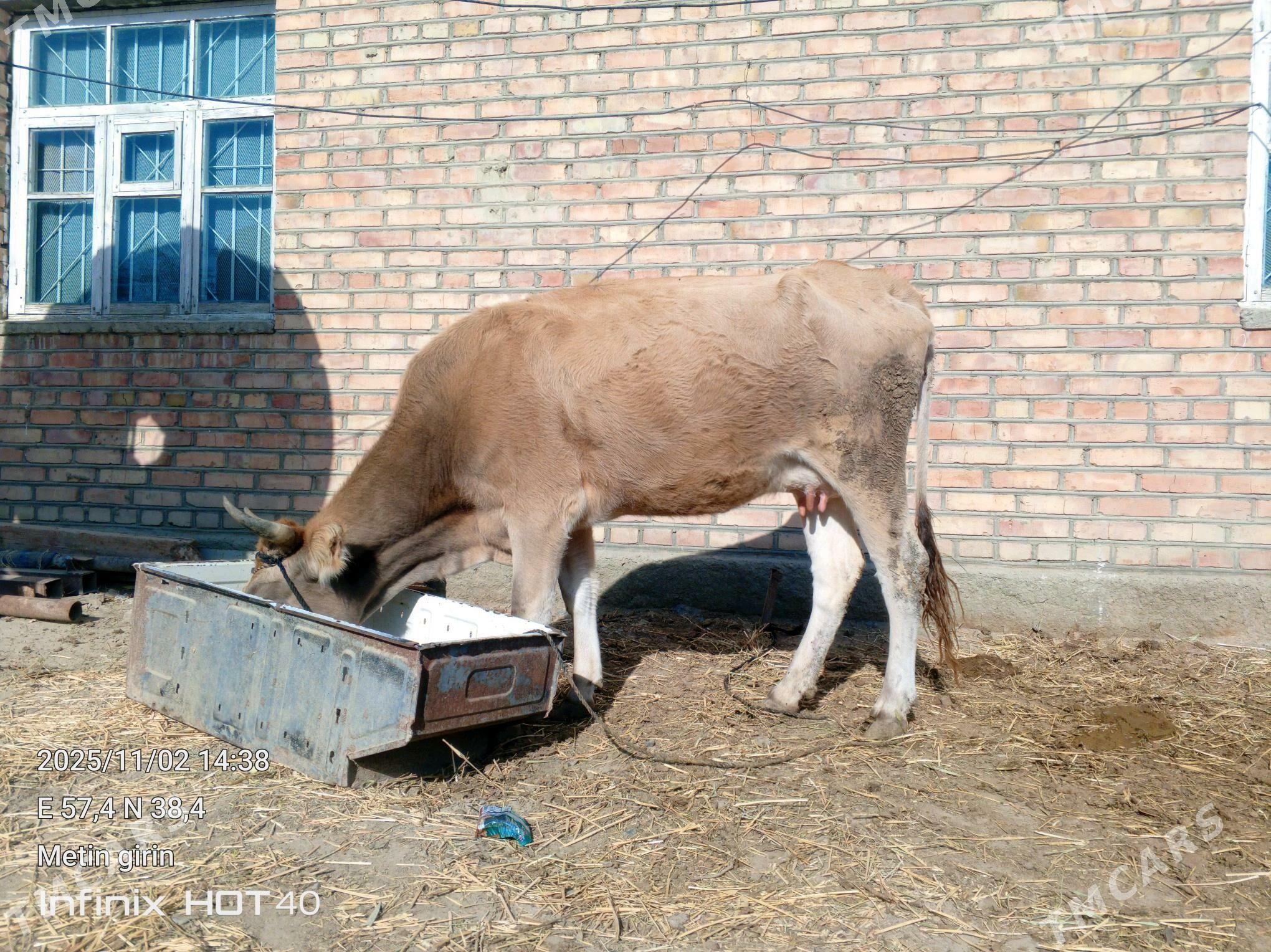 goleli sygyr - Бахарден - img 3