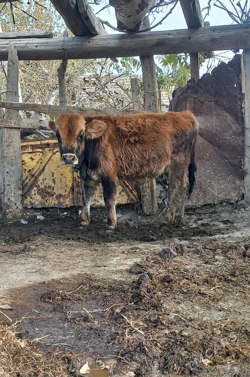 okuzce - Бахарден - img 1