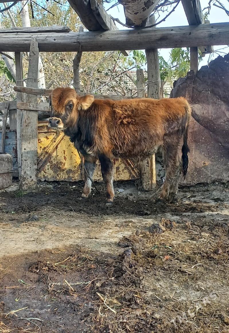 okuzce - Бахарден - img 2