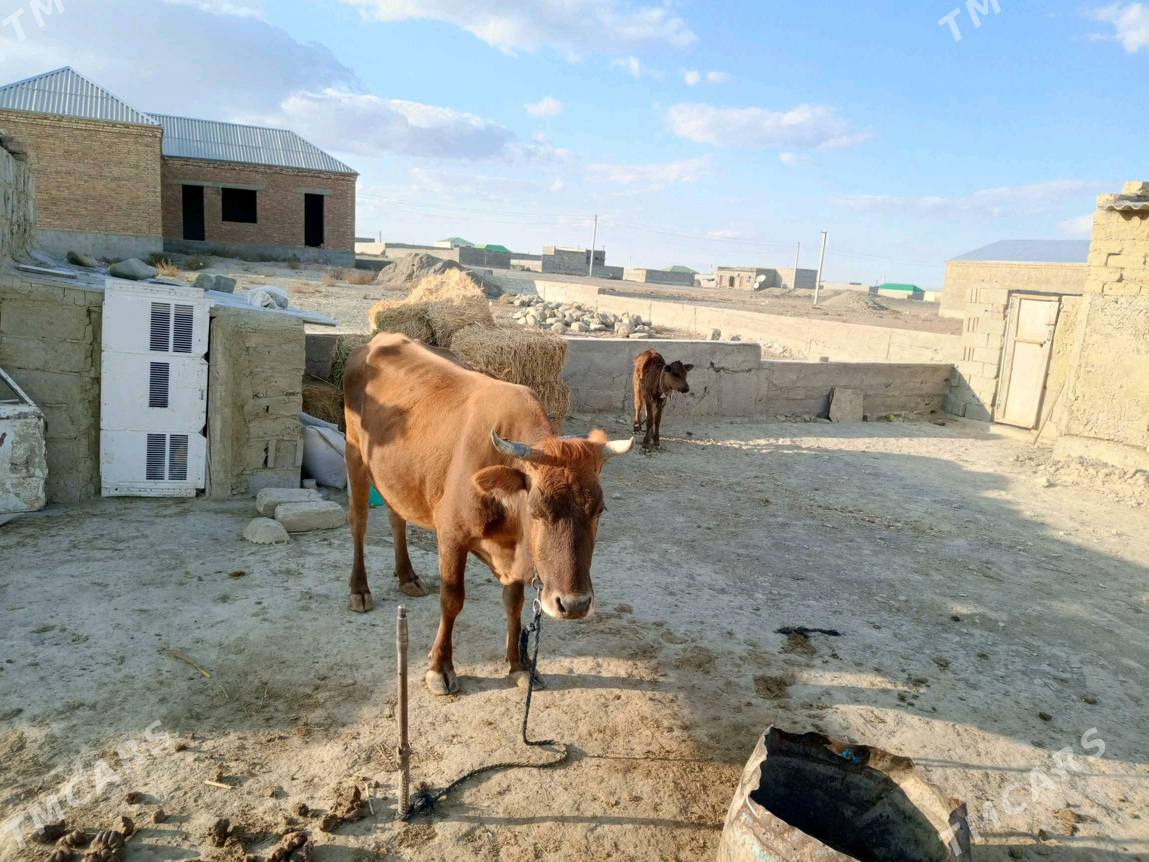 goleli sygyr - Бахарден - img 2