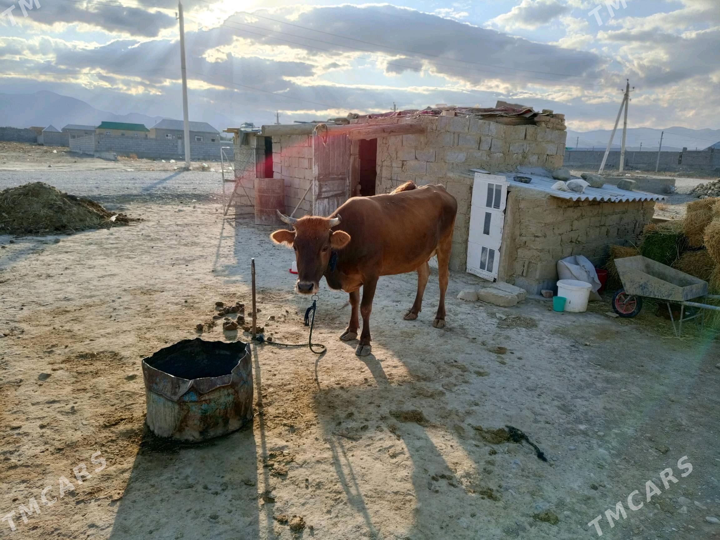 goleli sygyr - Бахарден - img 3