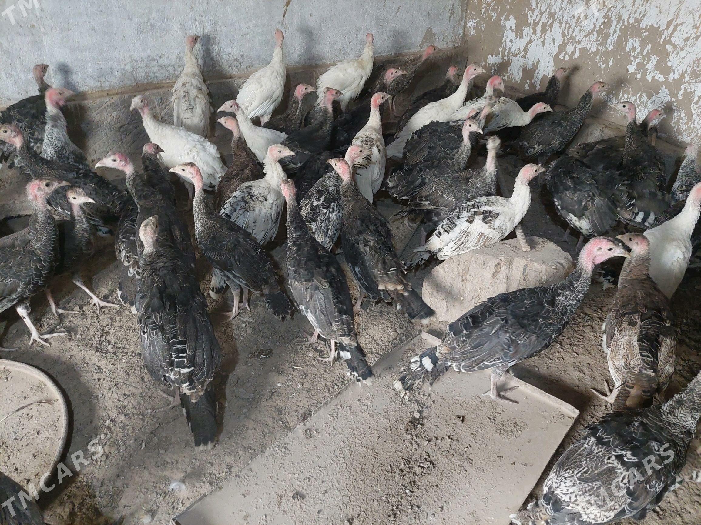 induk jüje - Теджен - img 2