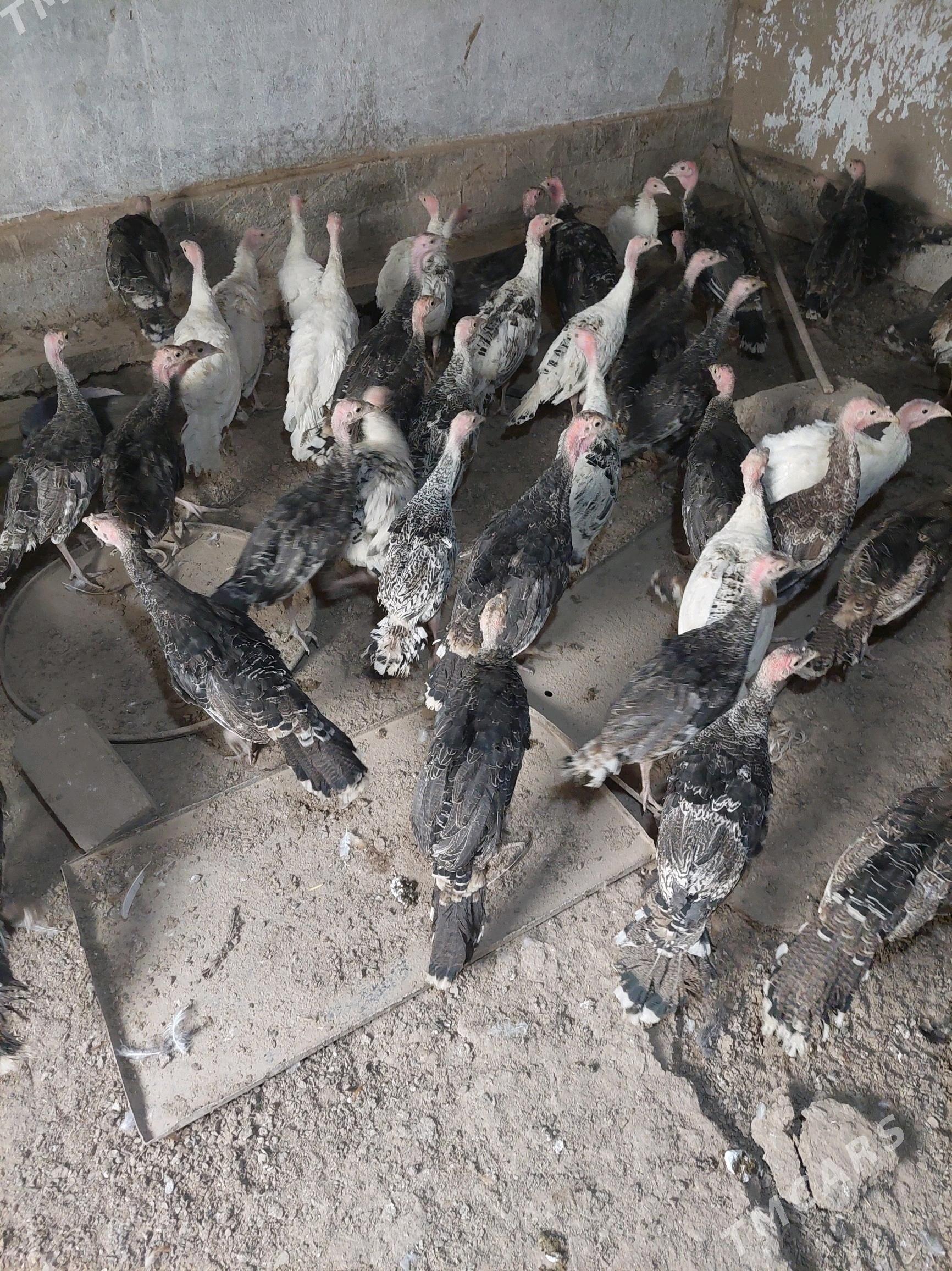 induk jüje - Теджен - img 3