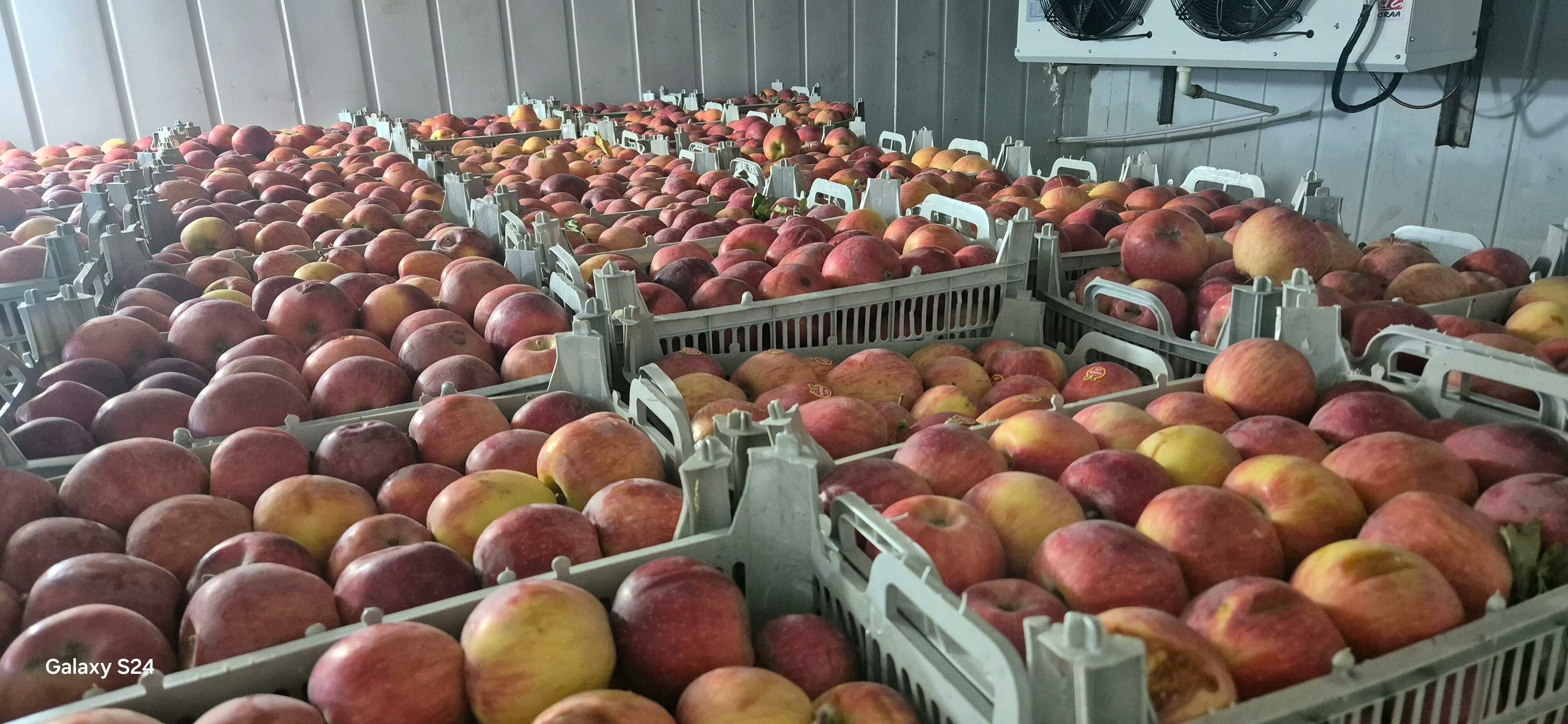 Ișgär gerek - Tejen - img 3