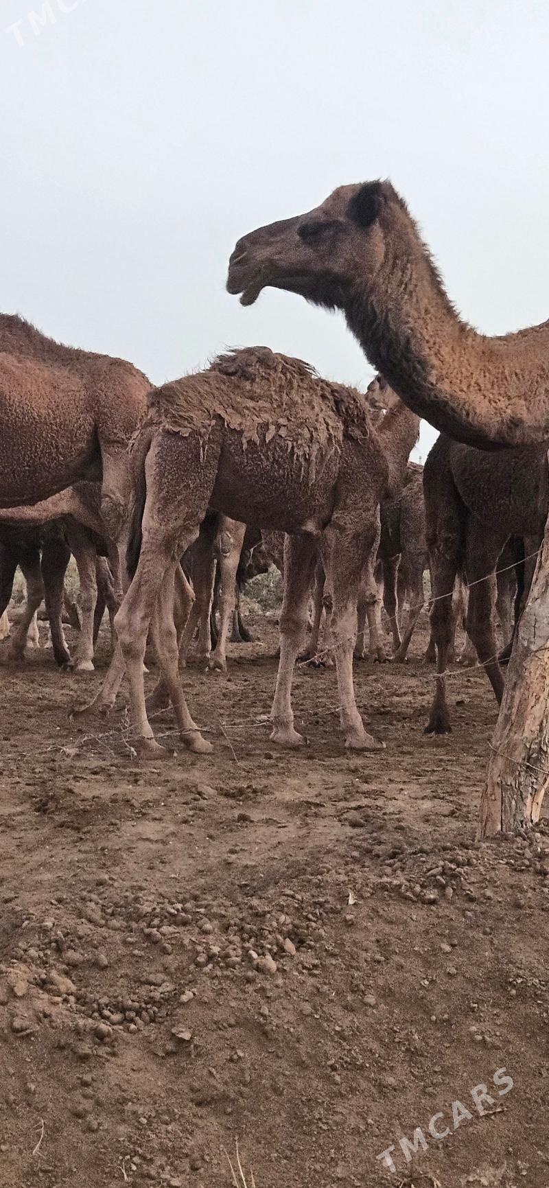 Erkek torum - Теджен - img 3