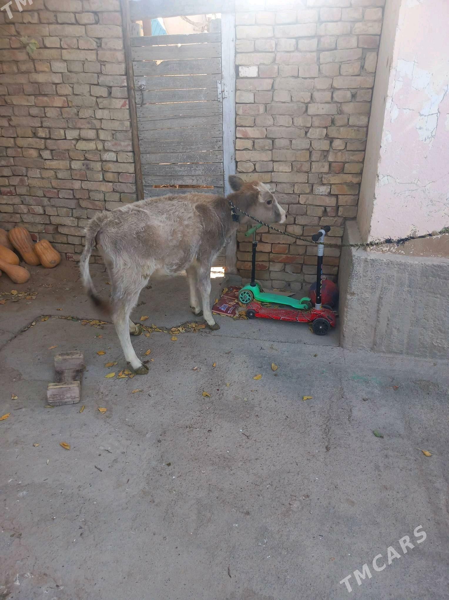 Göle we tüwe - Багир - img 8