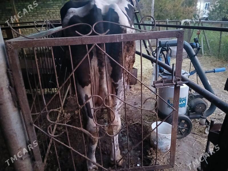 голштейн сыгыр - Чарджоу - img 3