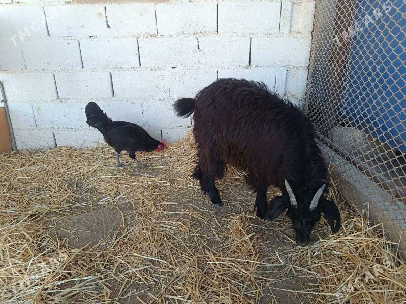 Çebiş erkeç - Туркменбаши - img 2