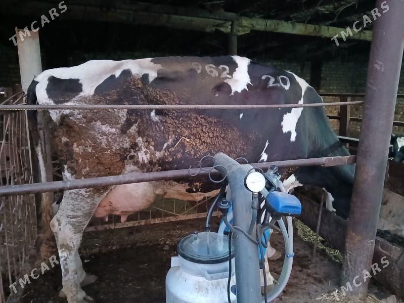 голштейн сыгыр - Чарджоу - img 1