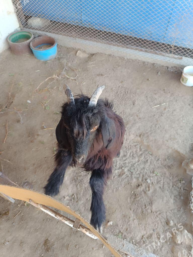 Çebiş erkeç - Туркменбаши - img 3