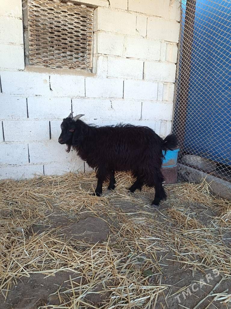 Çebiş erkeç - Туркменбаши - img 1