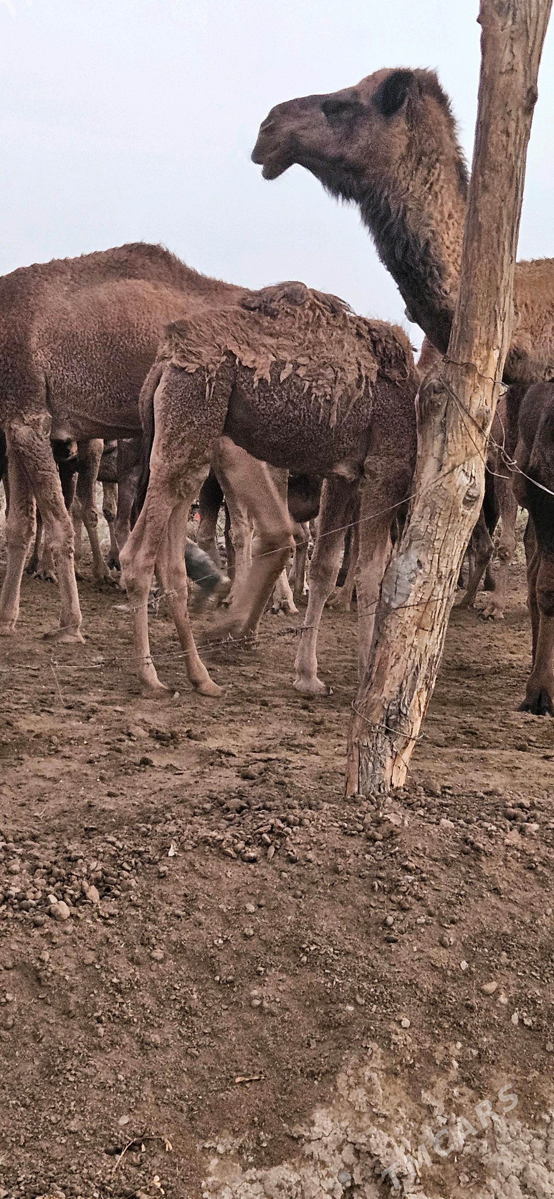 Erkek torum - Теджен - img 2