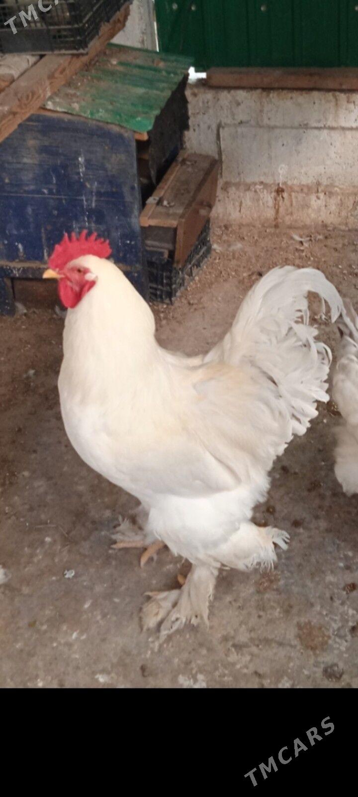 брамы петухи bramy horozlar - Täze zaman - img 3