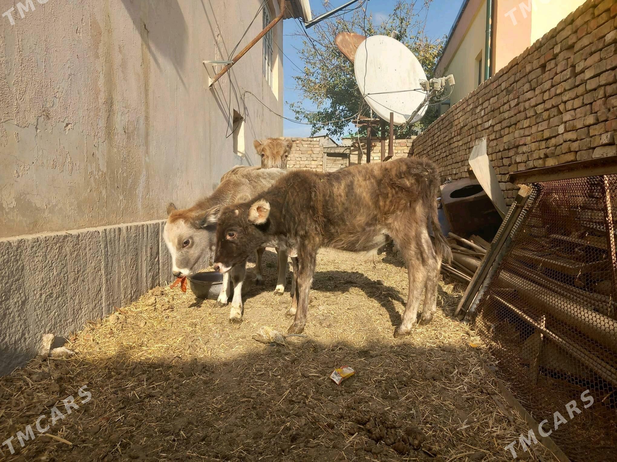 Göle we tüwe - Багир - img 3