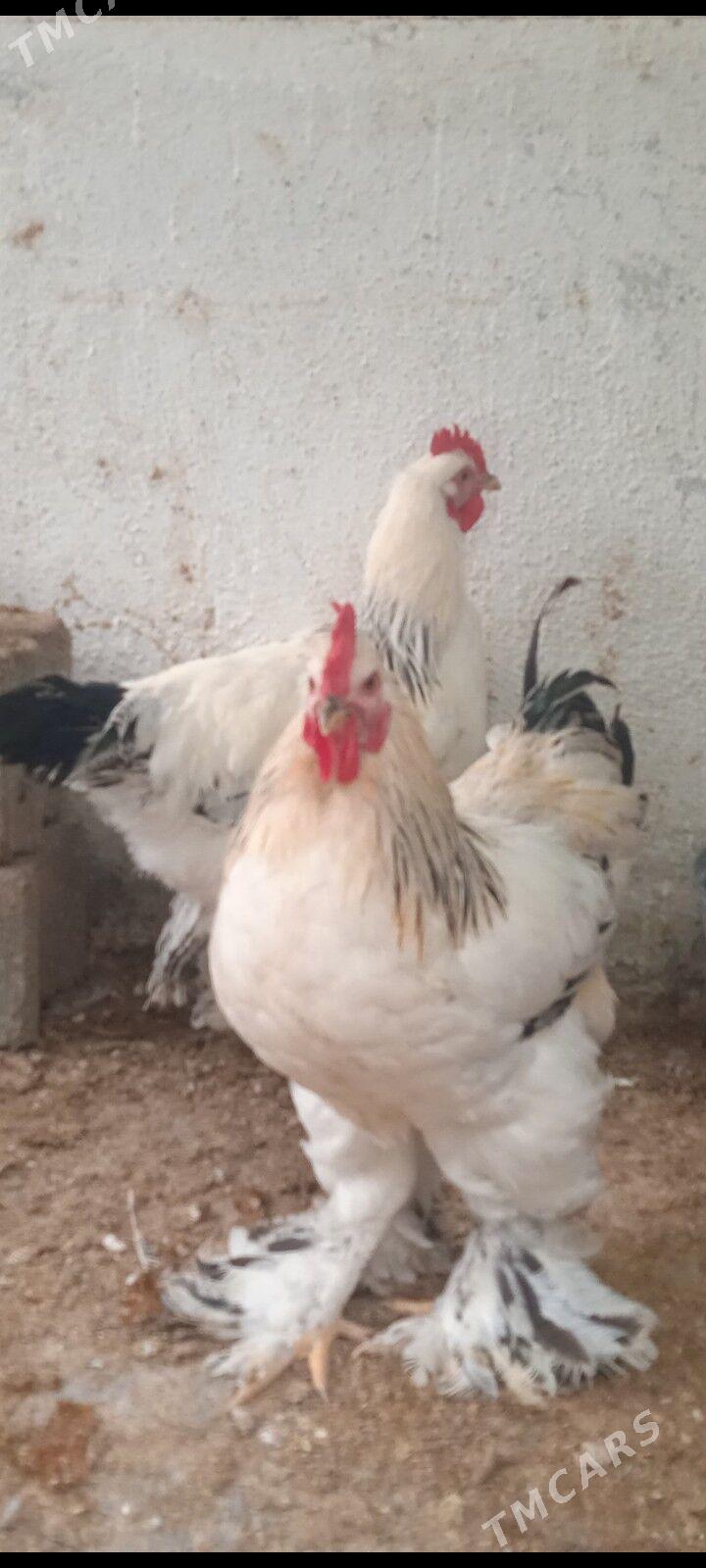 брамы петухи bramy horozlar - Täze zaman - img 2