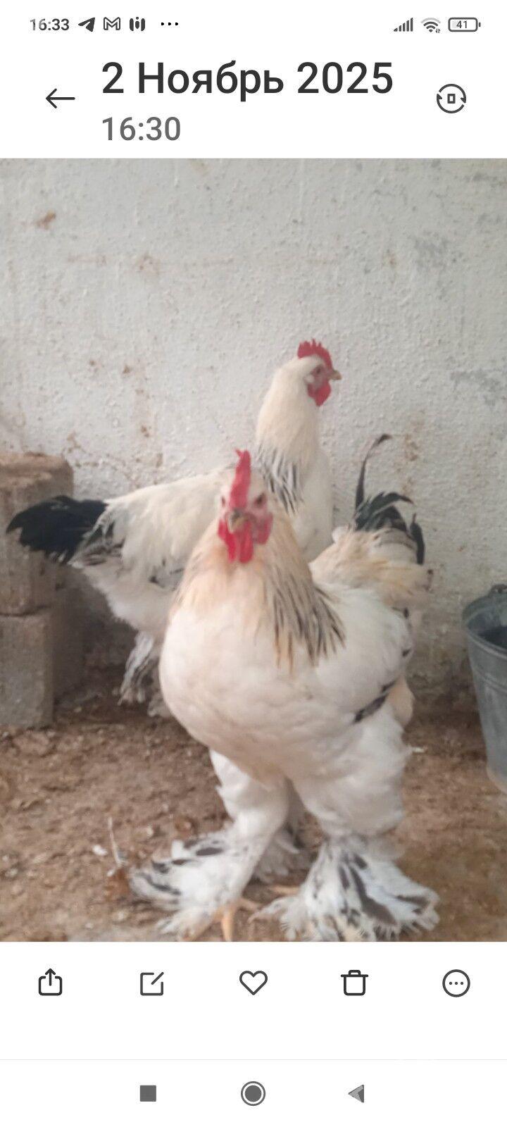 брамы петухи bramy horozlar - Täze zaman - img 4