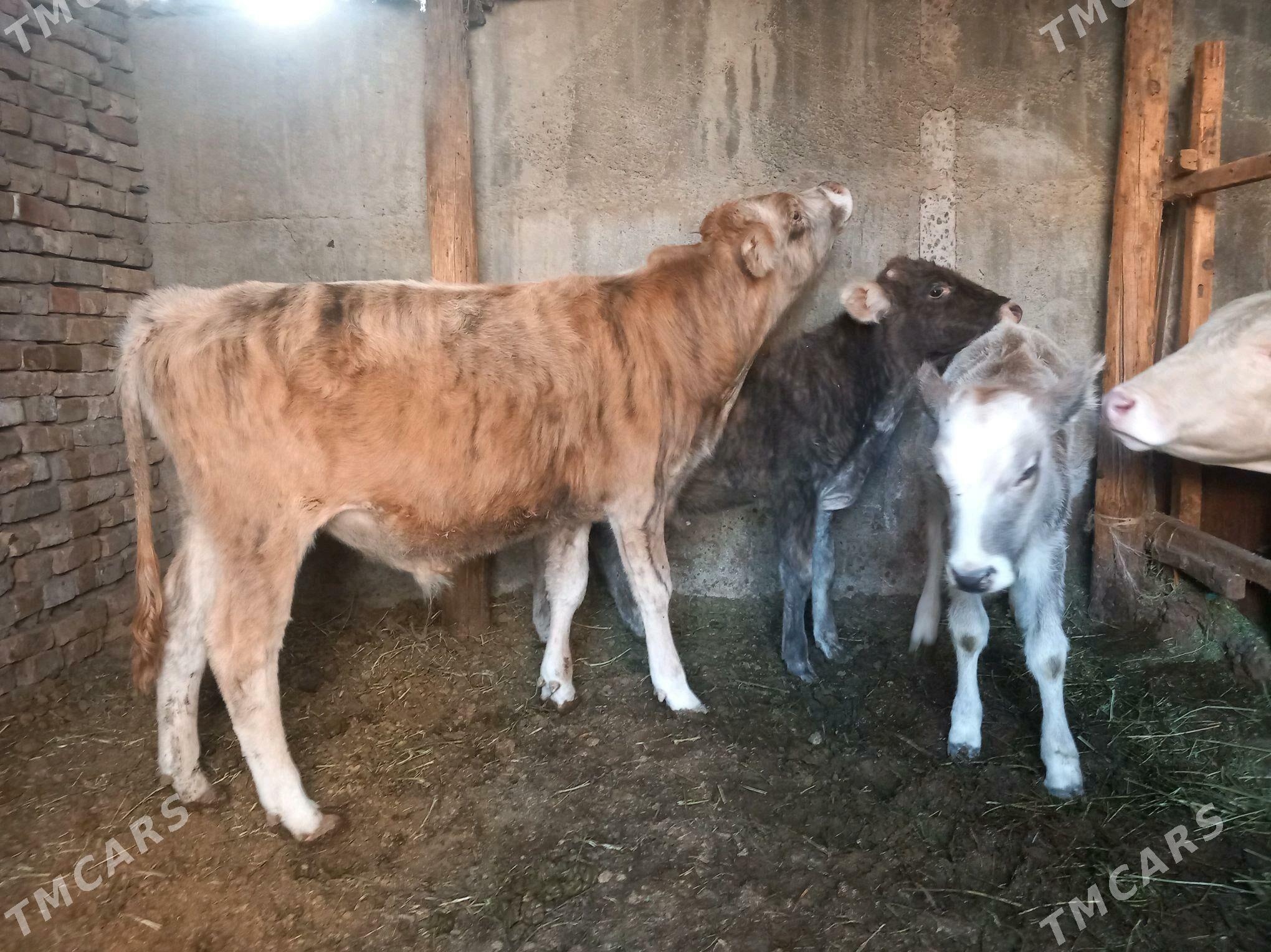 Göle we tüwe - Багир - img 2