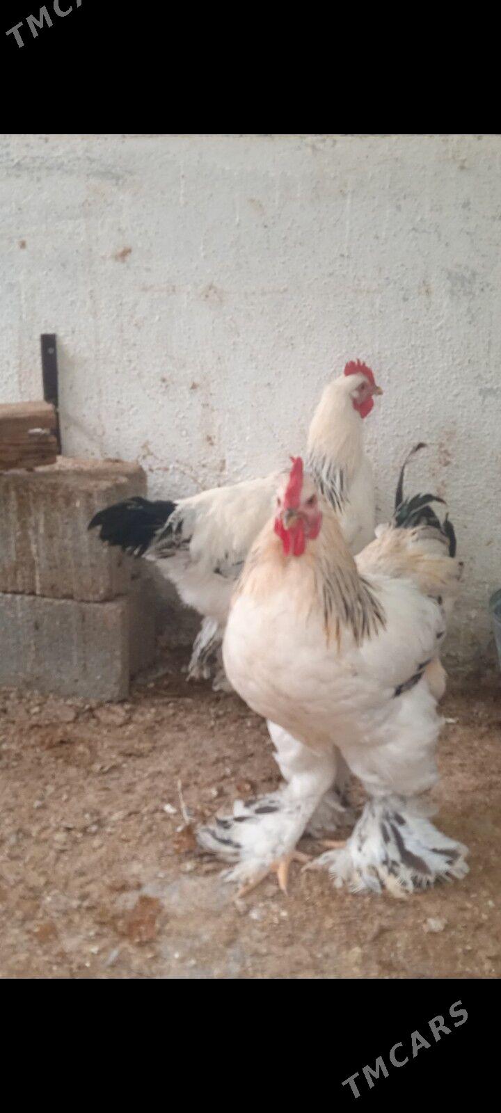 брамы петухи bramy horozlar - Täze zaman - img 1