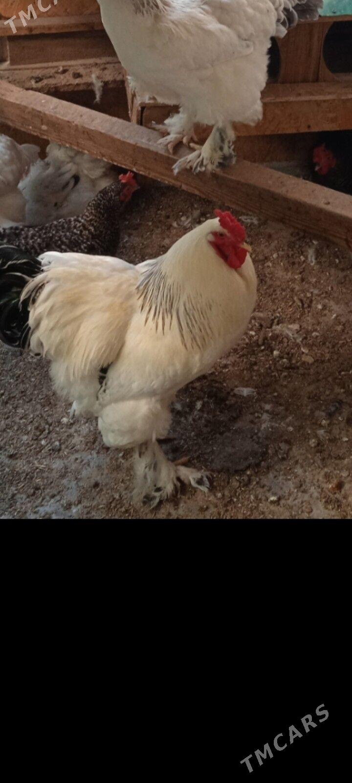 брамы петухи bramy horozlar - Täze zaman - img 5