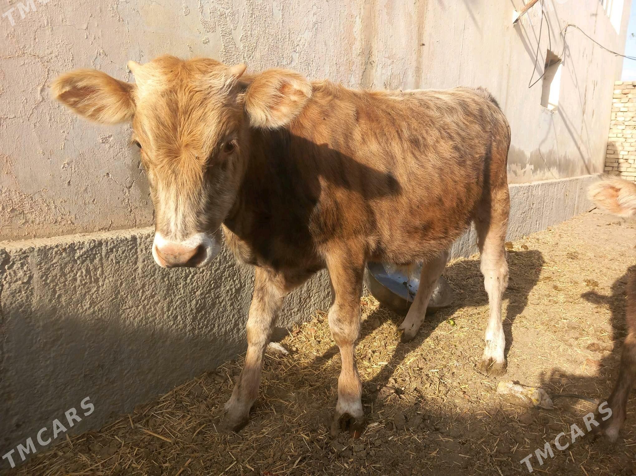 Göle we tüwe - Багир - img 6