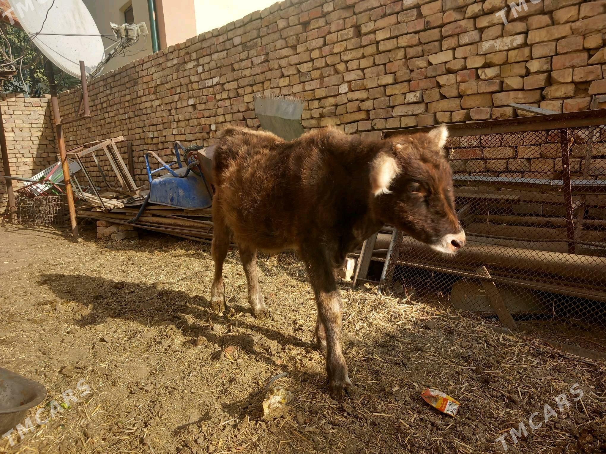 Göle we tüwe - Багир - img 4