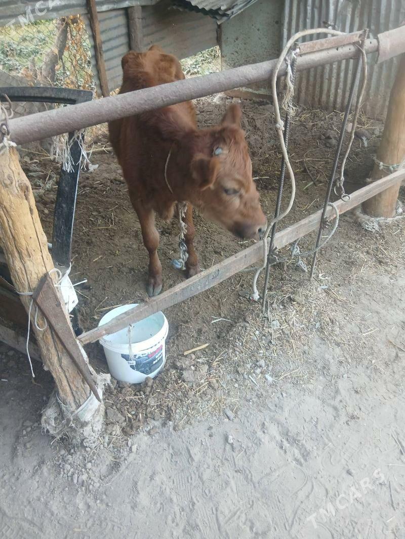 Yasyna yetmedik unajyn - Туркменабат - img 3