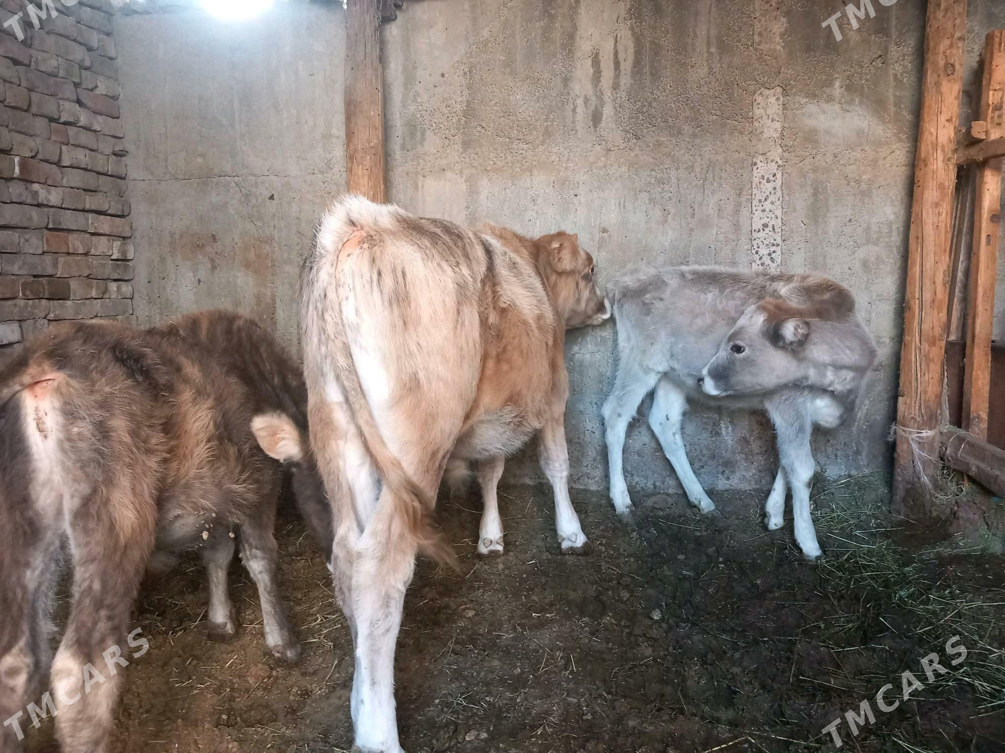 Göle we tüwe - Багир - img 5