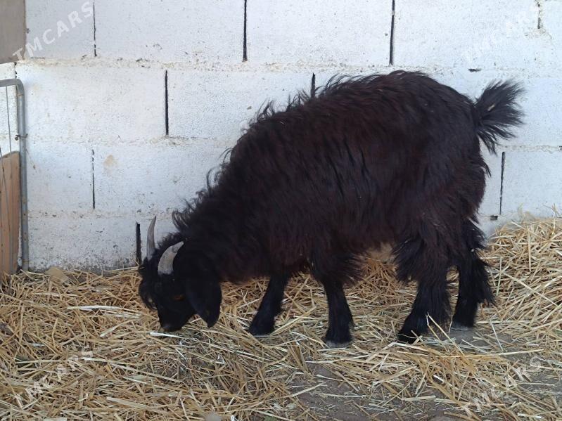 Çebişerkeç - Туркменбаши - img 1