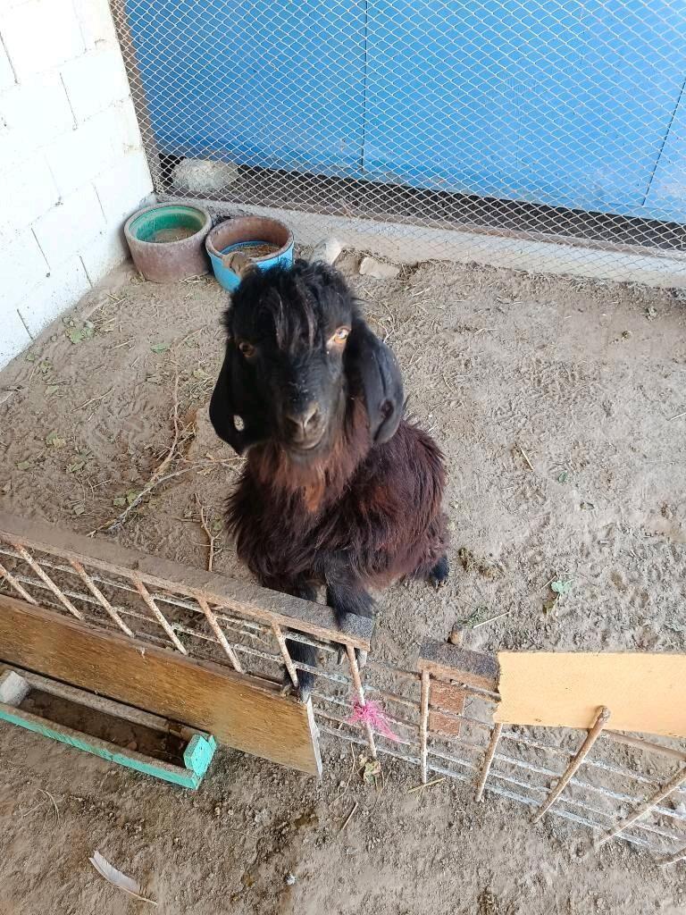 Çebişerkeç - Туркменбаши - img 3