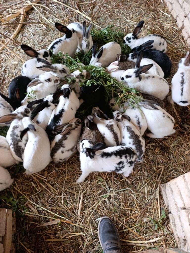 Towşan ulysy we klçlsl bar - Мургап - img 4