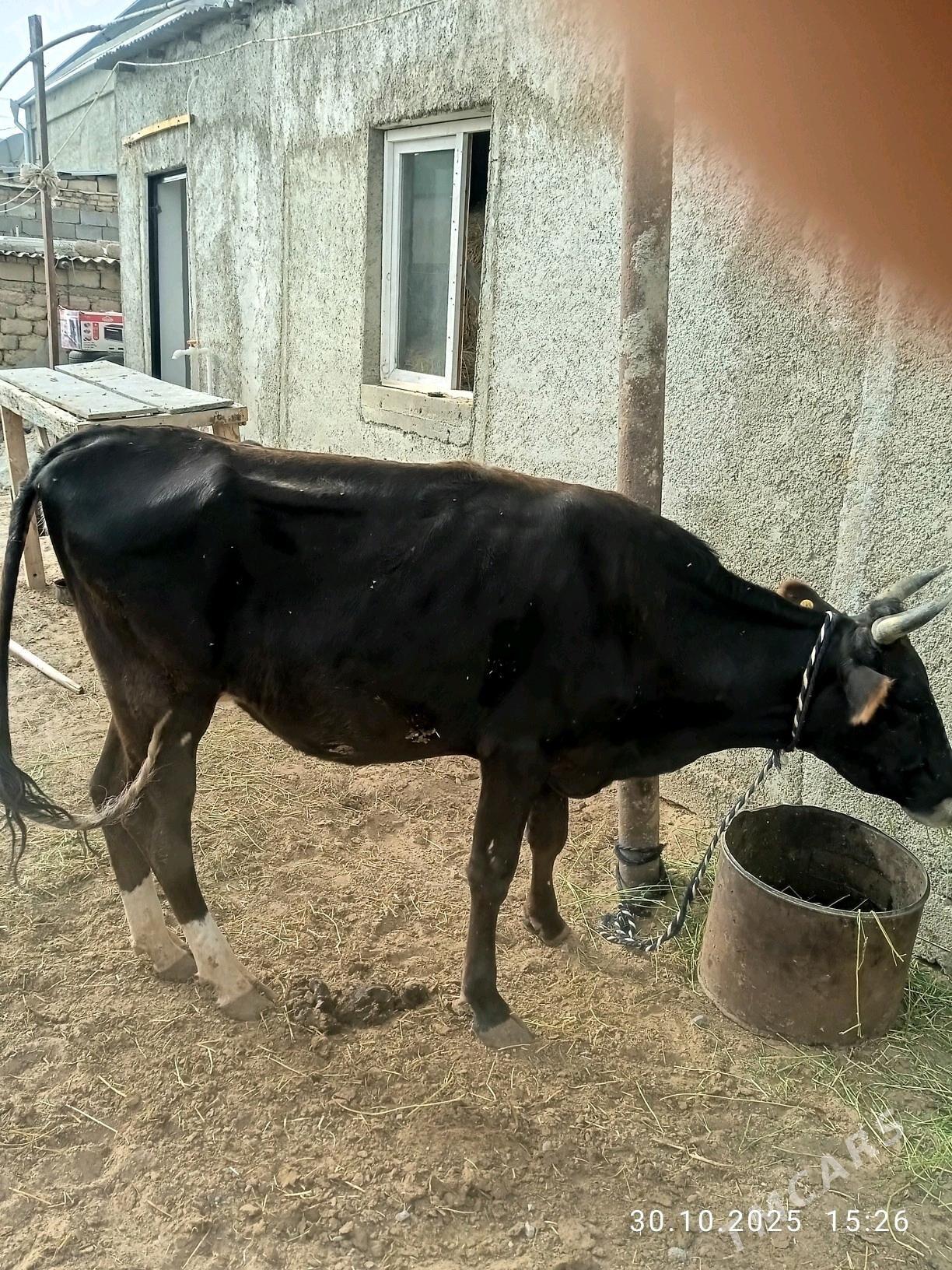 sygyr - Aşgabat - img 2