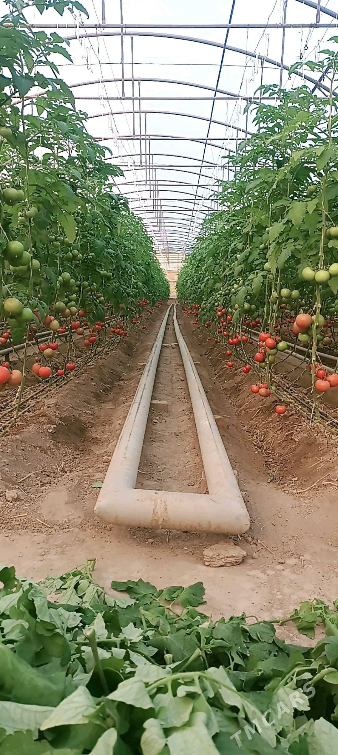 ISGAR ALYAS - Гёкдже - img 1