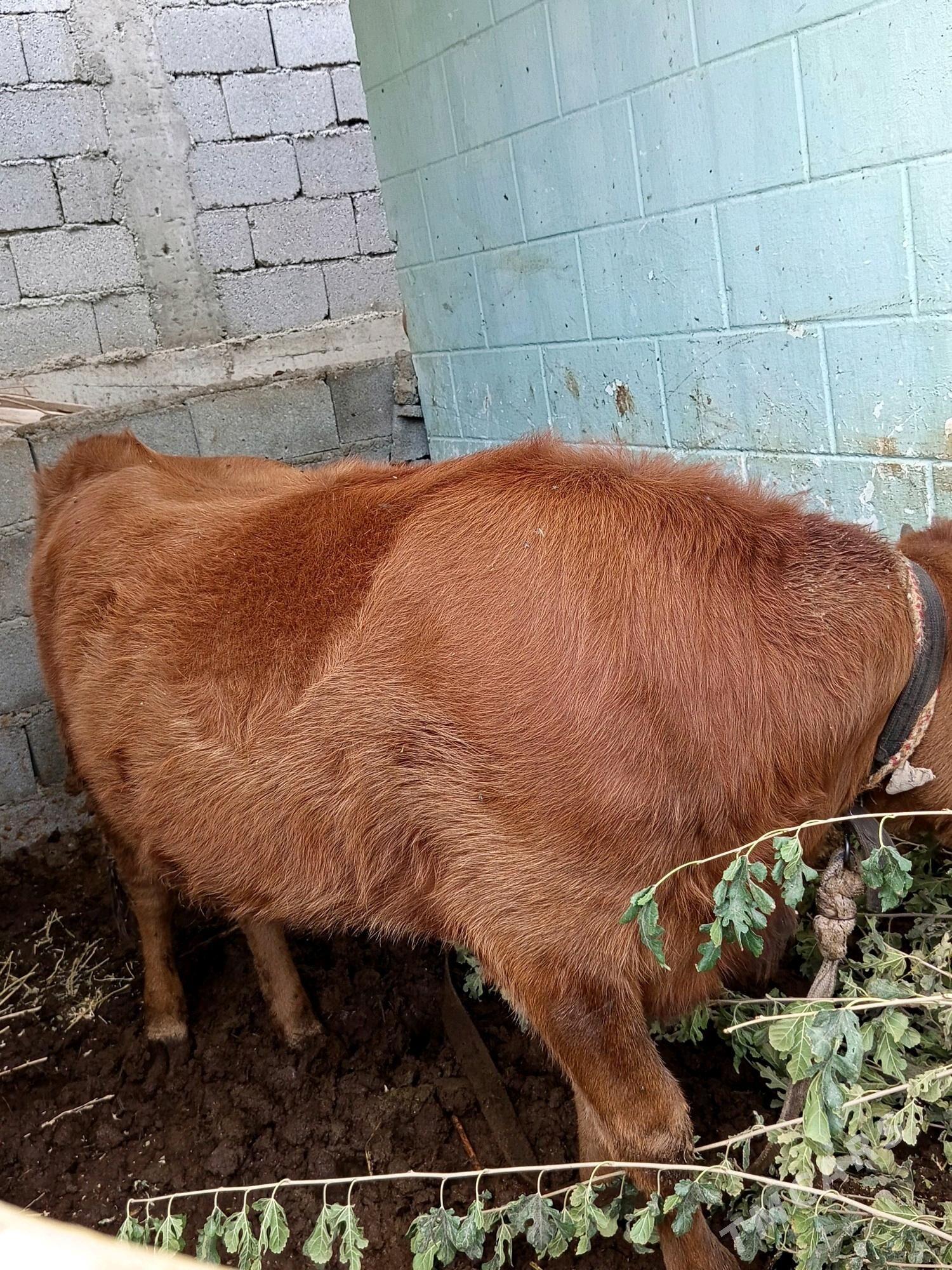 Tvwe - Büzmeýin - img 1