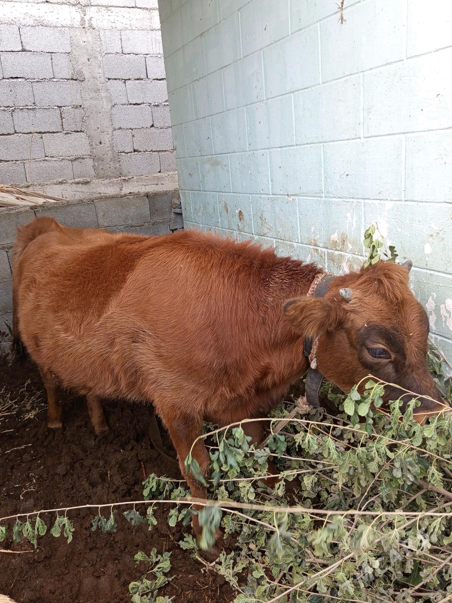 Tvwe - Büzmeýin - img 2