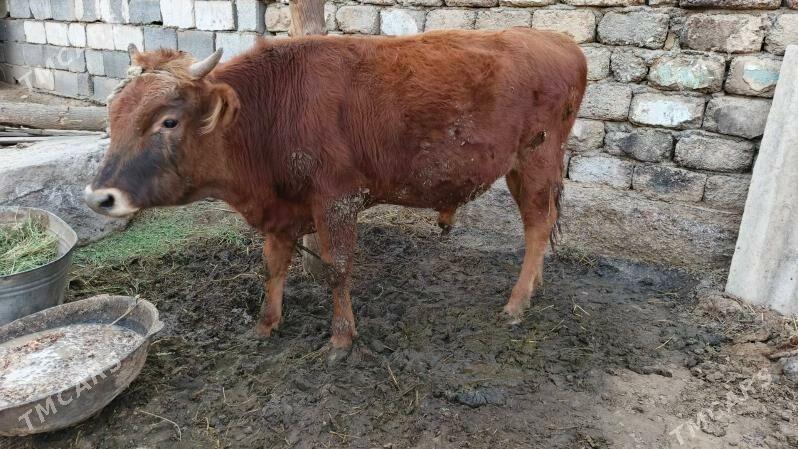 Okuz - Ашхабад - img 2