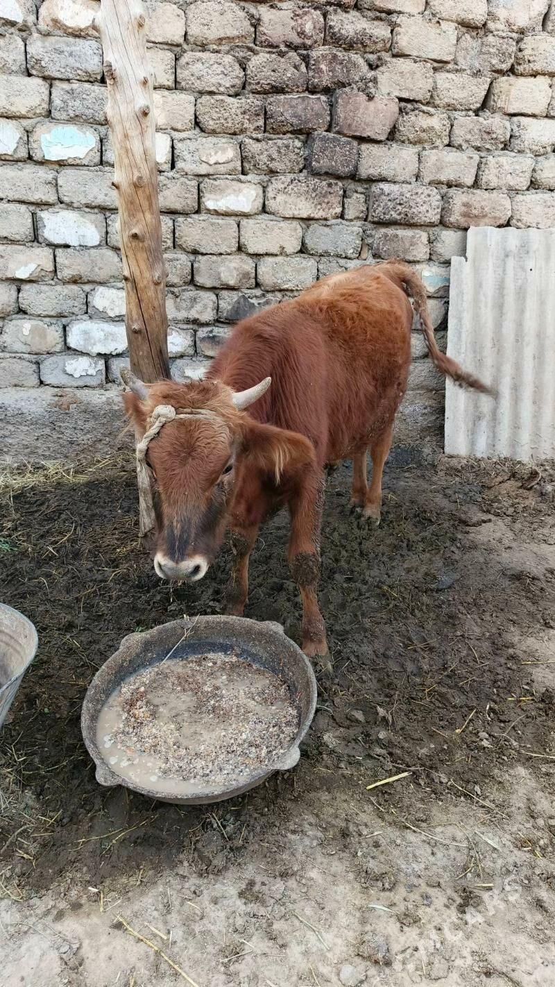 Okuz - Ашхабад - img 4