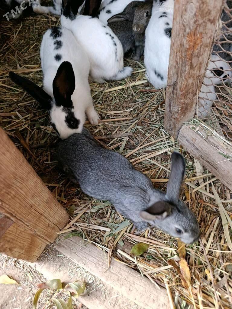 Towşan ulysy we klçlsl bar - Мургап - img 1